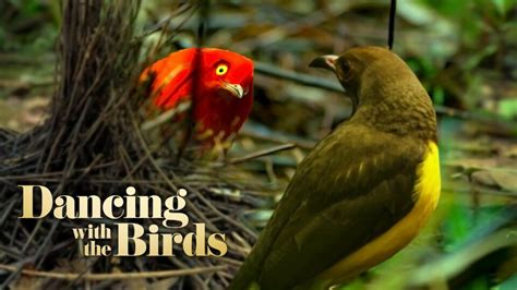 Get A First Look At Netflix S Dancing With The Birds Documentary Video