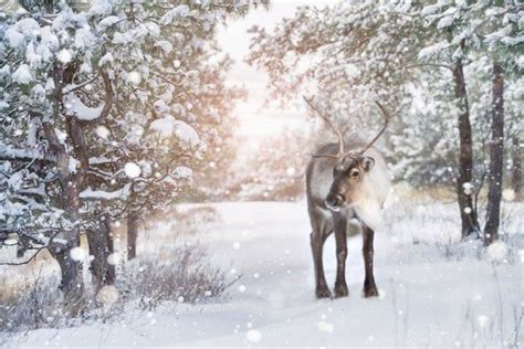 Reindeer Snow Scene Christmas Backdrop Etsy Christmas Backdrops