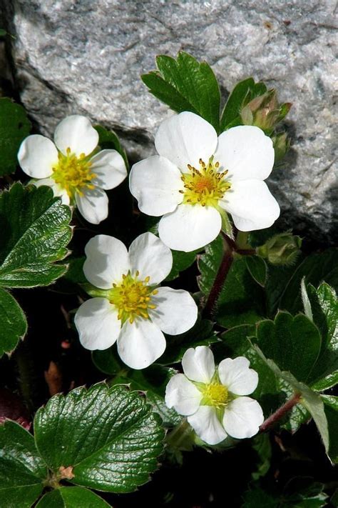 La varietà dioica genera veri e propri alberi alti più di dieci metri. Wild Strawberry {One time when I was a kid I picked enough ...