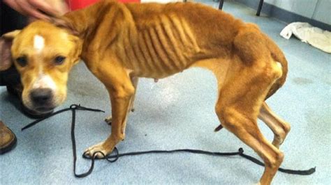 Emaciated Dog Found With Shoelace Around Its Neck Is âdoing Wellâ