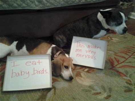 Dog Shamed Dog Appalled Dog Shaming Dog Rocks Dogs