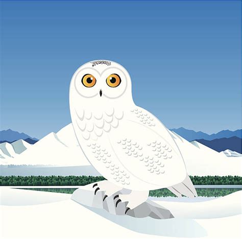Snowy Owl Clip Art Vector Images And Illustrations Istock