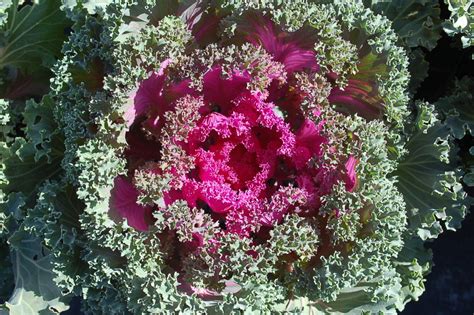 Did You Know Flowering Kale ‘nagoya Rose Brassica Oleracea