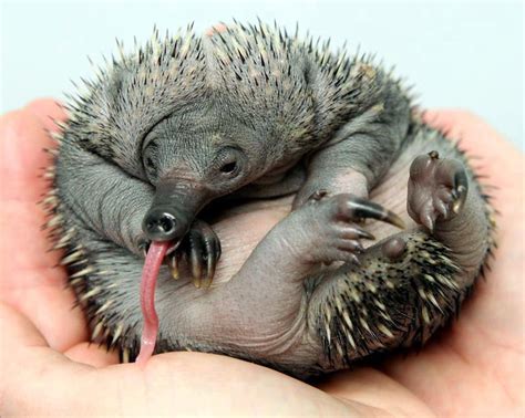 12 Baby Animals So Ugly They Are Cute