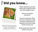 Learn these fun facts about deer! | Facts about deer, Whitetail deer ...