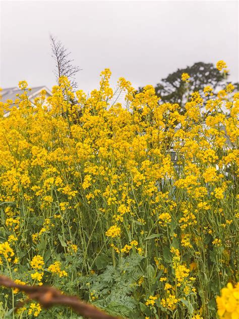 Half Moon Bay Mustard Flowers 2 367 Best Half Moon Bay Images Stock