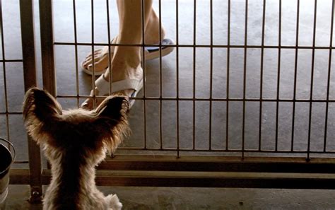 When you choose to adopt from the humane society of southern arizona, you get much more than just a pet. PACC halts voluntary pet surrenders, on-site adoptions ...