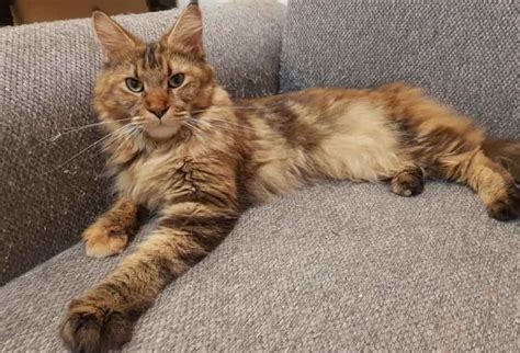 The Maine Coon Tabby Mix What You Need To Know Maine Coon Expert