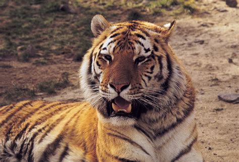 Siberian Tiger Size Habitat Population And Facts Britannica