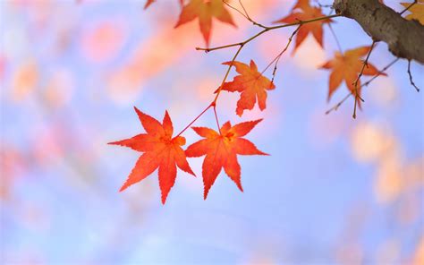 Tree Branch Leaves Red Maple Japanese Wallpaper Nature And