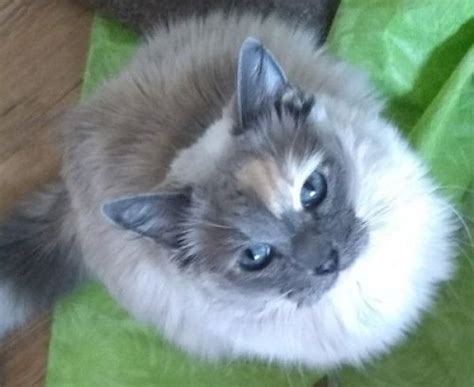 Balinese And Siamese Mixed Cat For Adoption In Evergreen Colorado