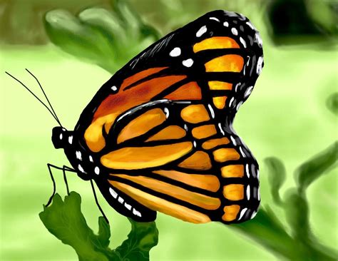 Monarch Butterfly Painting By Eric Mccrary At