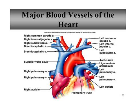 It circulates blood throughout the body. learn Major Blood Vessels In The Heart more about great vessels of the heart in boundless open ...