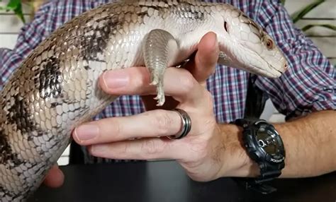 Blue Tongue Skink Vs Bearded Dragon What Are The Differences