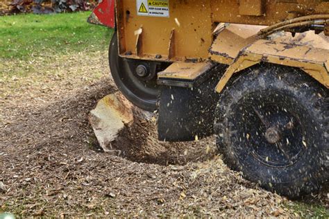 Tree Removal Service What Is The Difference Between Stump Removal And