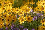 Growing Moonbeam Coreopsis Flowers