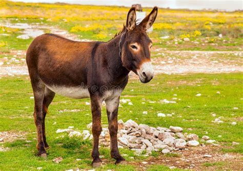 Donkey Farm Animal Brown Color Standing On Field Grass Stock Photo