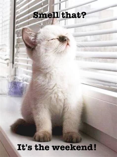 #meme #comedy #humor ⁣#fun #funny…» 33 More Awesome Facts About Cats | Morning quotes funny ...