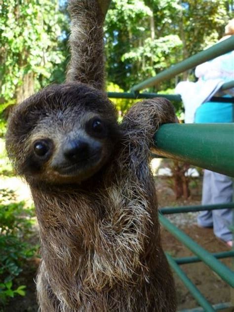 Practicing Climbing Cute Sloth Pictures Baby Sloth