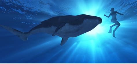 10 Curiosidades De Las Ballenas La Criatura Que Reina En El Océano