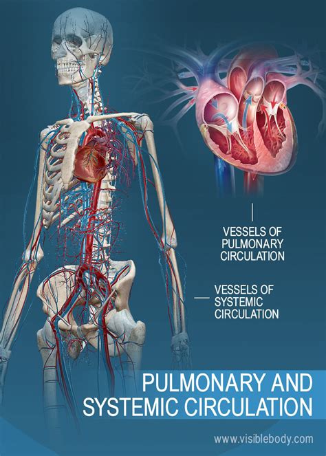 Circulatory Pulmonary And Systemic Circulation