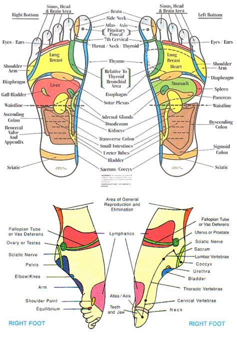 How To Read A Foot Reflexology Chart