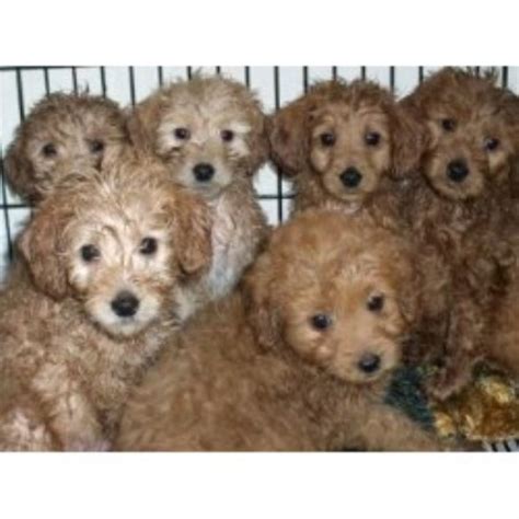 Breeder of health tested doodles. Goldendoodle breeders in New York | FreeDogListings