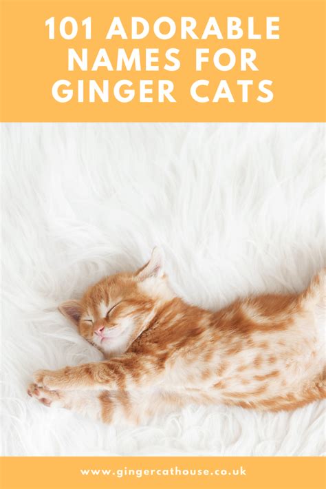 Have A New Ginger Kitten In Your Home Here Are 101 Cute Name Ideas For
