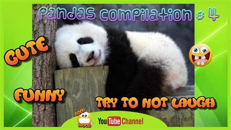 Cute And Funny Pandas Video Compilation 4 Youtube