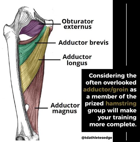 Male Groin Muscle Anatomy