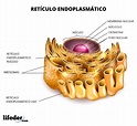 Retículo endoplasmático: características, estructura y funciones - Lifeder