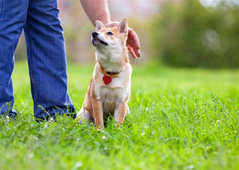 What Everyone Should Know About Petting A Dog Vetstreet Vetstreet