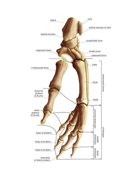 Wrist And Metacarpus Bones Photograph By Asklepios Medical Atlas Pixels