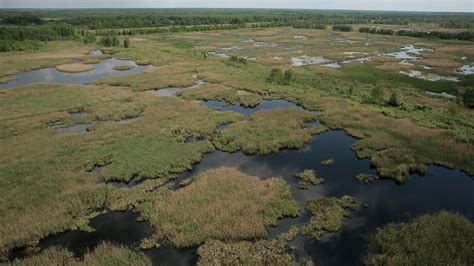 Aerial View Of Bog Lands With White Herons Nesting Place Stock Video