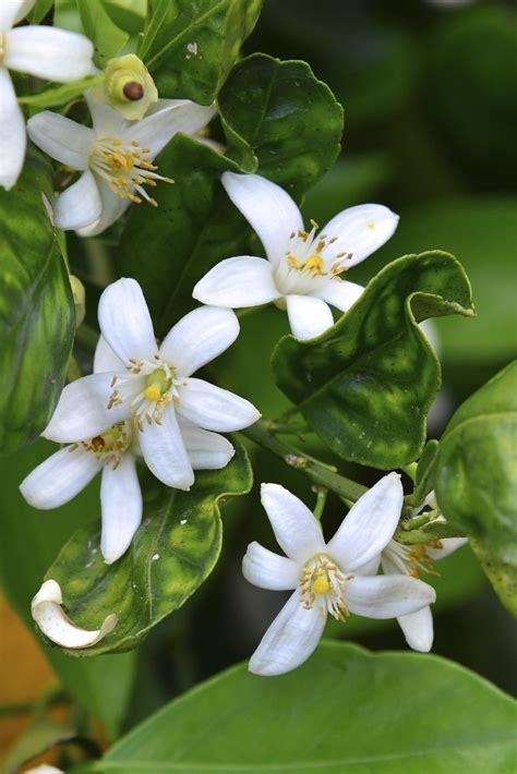 Hand Pollinating Oranges Learn How To Hand Pollinate An