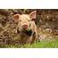 Pigs Have Been Shown To Possess ‘astonishingly Good Memories And 