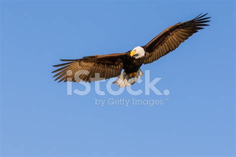 Bald Eagle Flying Stock Photo Royalty Free Freeimages