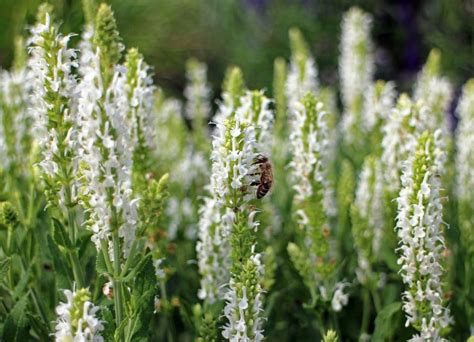 Growing White Sage For Smudging Or Garden Beauty