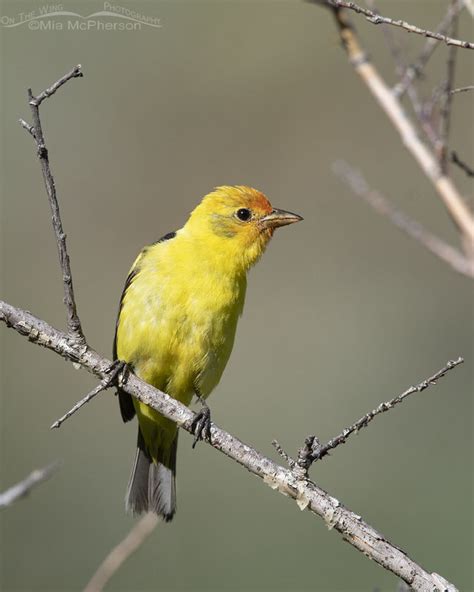 An Adult Male And Immature Western Tanager On The Wing Photography