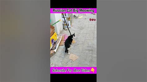 Black Cat Meowing Cat Meow Cat Tik Tok Shorts Youtube