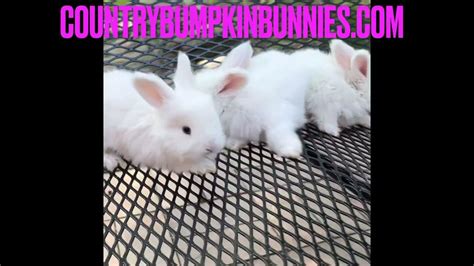 Blue Eyed White Bew English Angora Baby Bunnies Youtube