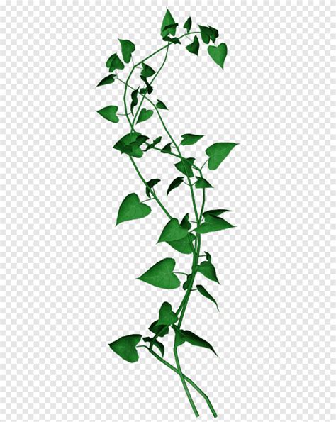 Flower Ivy Leaf Branch Png PNGEgg