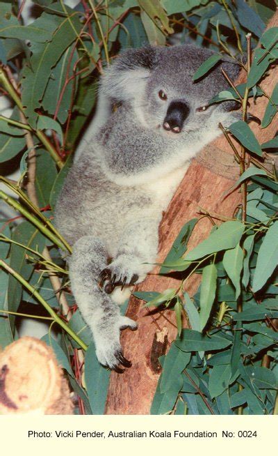 Koala Photo Gallery Australian Koala Foundation