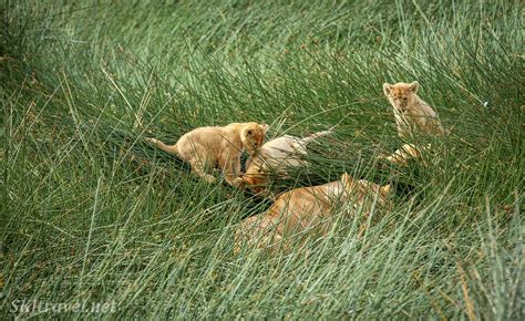 Pockets Of Eden Big Cats Of The Savanna Lion