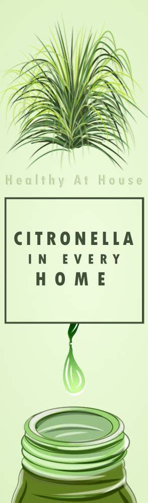 8 Reasons Citronella Essential Oil Should Be In Every Home Citronella