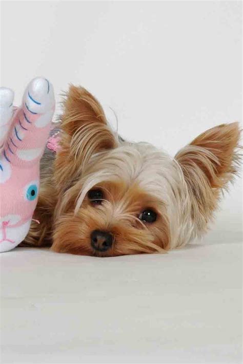 Download Wallpaper 800x1200 Yorkshire Terrier Toy Face