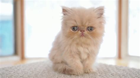 Exotic Long Hair Persian Kitten Youtube