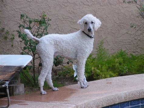 Our animalwised top 10 best poodle haircuts . How high do you shave your feet? - Poodle Forum - Standard ...