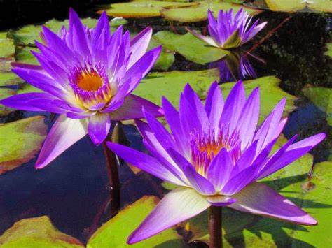 How To Grow Water Lilies The Garden Of Eaden
