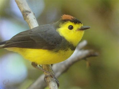 Thinking Of Birding In Costa Rica Sign Up For A Natura Birding Tour